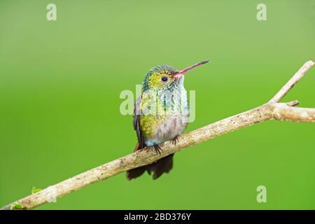 Hummingbird (Amazilia tzacatl) a coda di Rufous su ramo, Costa Rica, America Centrale Foto Stock