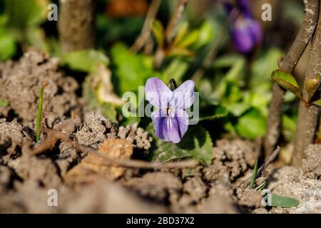 Violetti blu nella foresta Viola odorata, fiori viola legno, viola dolce. Foto Stock