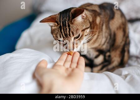 Proprietario di animali domestici che nutrano il gatto con i granuli di cibo secco dal palmo della mano. Uomo donna che dà il trattamento al gatto. Bellissimo cucciolo di felino a righe interno Foto Stock