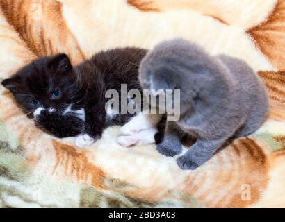 Due Piccoli Gattini Scozzese Su Sfondo Bianco Foto Stock Alamy