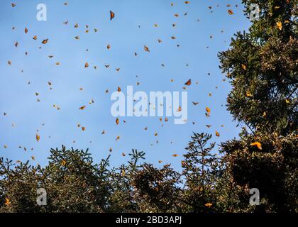 Cielo pieno di farfalle monarca nel Santuario del Rosario di Michoacan, Messico. Foto Stock