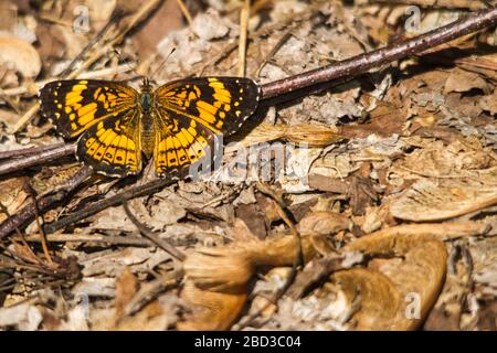 Farfalla con scacchi argentati. Foto Stock