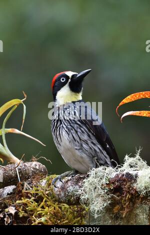 Acorn Woodpecker nella foresta nuvolosa del Costa Rica Foto Stock