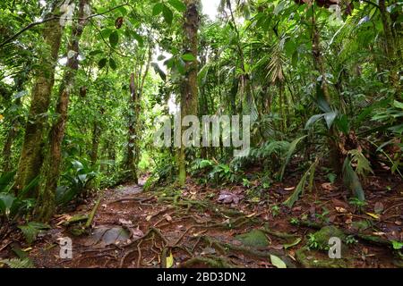 Vecchia foresta di sviluppo in Costa Rica Foto Stock