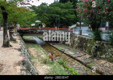 Pittoresco piccolo ponte sull'isola di Miyajima con due cervi che vagano liberamente vicino a un piccolo fiume. Miyajima, Giappone, agosto 2019 Foto Stock