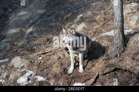 il lupo selvatico sedette su una roccia Foto Stock