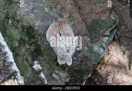 Lynx seduto su una roccia guardando la macchina fotografica Foto Stock