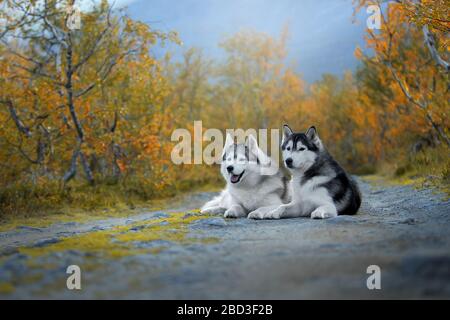 Due cani Husky siberiani sono sdraiati sulla strada Foto Stock