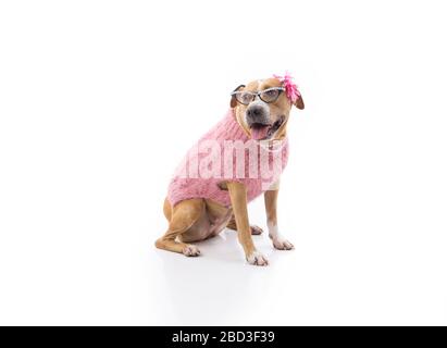 Rosso e bianco buca femmina vestito con occhiali di perle maglione Foto Stock