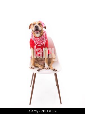 Rosso e bianco Staffordshire Terrier indossare abiti su chiave alta Foto Stock