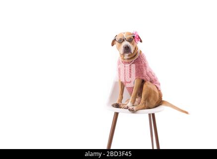 Cane che guarda la macchina fotografica sternly, con il maglione e le perle, su bianco Foto Stock