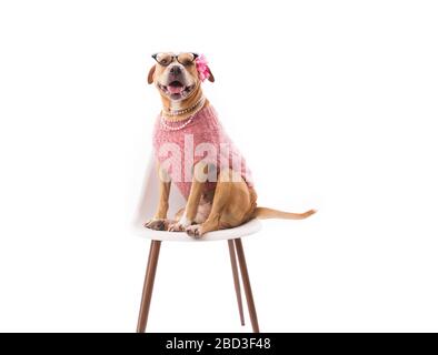Cane con occhiali e perle rosa seduti su sedia bianca Foto Stock