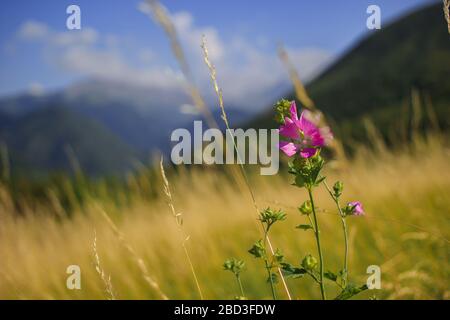 Mallow moschata specie di mallow che cresce in prati e fossati di Tian Shan aree montuose in background verde defocused Foto Stock