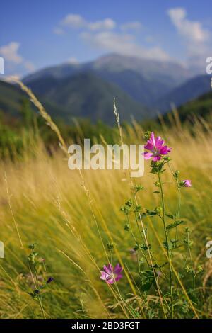 Mallow moschata specie di mallow che cresce in prati e fossati di Tian Shan aree montuose in background verde defocused Foto Stock