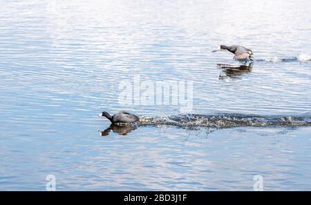 Un gregge d'acqua corre attraverso l'acqua, quando arrivano ad uno sbarco acquatico Foto Stock