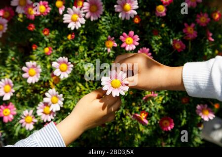 Mani di un ragazzo e di una ragazza che raccolgono un bel fiore da un campo di fiori rosa Foto Stock
