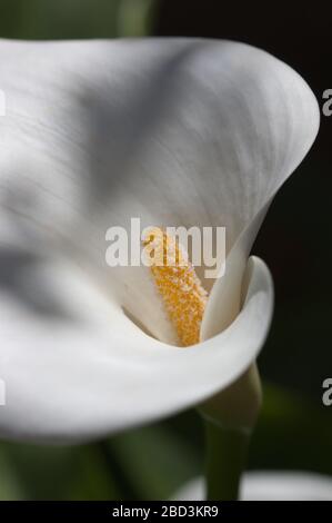 Primo piano di un fiore di Calla (Zantedeschia aethiopica), una pianta decorativa che ha un grande pislo giallo e uno spathe bianco appariscente Foto Stock