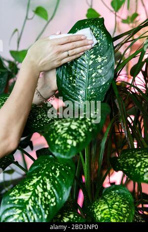 Le mani del giardiniere femmina che puliscono la polvere dalle foglie di houseplant, prendendo la cura di dieffenbachia della pianta, primo piano. Giardinaggio domestico. Foto Stock