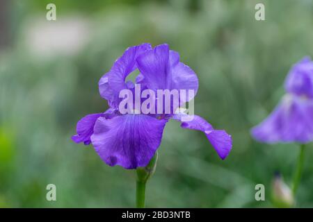 Primo piano di un bellissimo e delicato fiore di iride viola in piena fioritura in un giardino con un colore verde chiaro e sfumato a contrasto nel backgroun Foto Stock