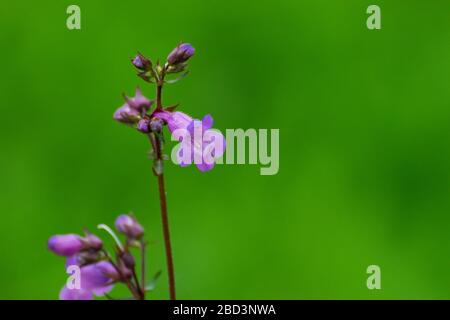 Un delicato fiore viola Foxguanto in piena fioritura in un giardino botanico su un gambo con altri fiori che sono ancora in attesa di aprire. Foto Stock