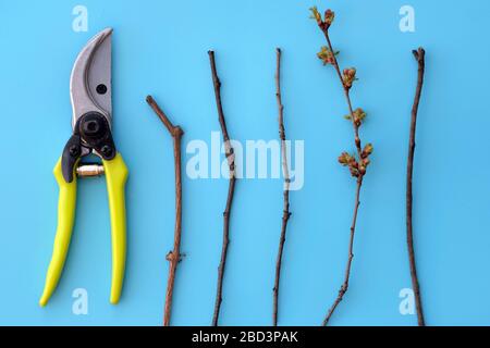 Secateurs manuali su sfondo blu vista dall'alto. Ramoscelli di un albero e secateurs. Il concetto di potatura degli alberi in primavera e autunno. Potatrice metallica per taglio Foto Stock