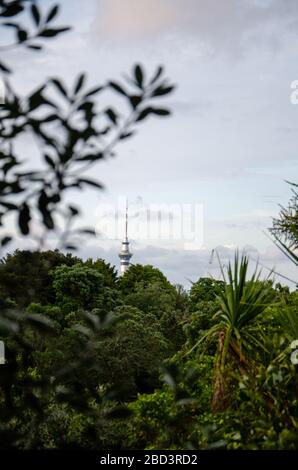 Vista dello skytower del cbd di auckland dagli alberi del Monte eden Foto Stock