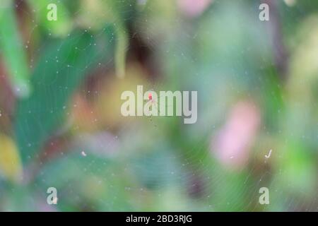 Ragno rosso arancione in rete con foresta dietro Foto Stock