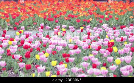 St. Louis, Stati Uniti. 06th Apr, 2020. Una varietà di tulipani colorati sono in piena fioritura come le temperature raggiungono 78 gradi al Jewel Box a Forest Park a St. Louis il 6 aprile 2020. Foto di Bill Greenblatt/UPI Credit: UPI/Alamy Live News Foto Stock