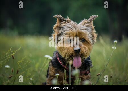 In Slovacchia, Europa, lo Yorkshire Terrier mia è un'erba incredibilmente fotogenica Foto Stock