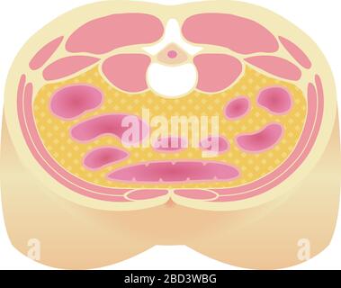 Tipo di illustrazione dell'obesità . Vista in sezione addominale (grasso viscerale). Illustrazione Vettoriale