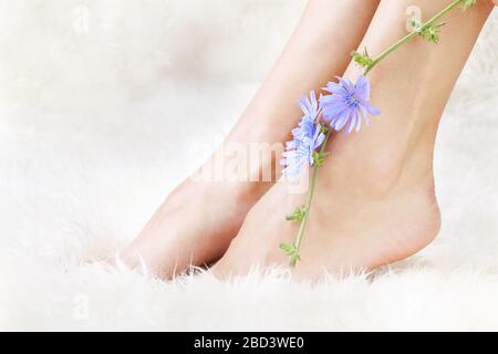 parte del corpo ripresa di belle gambe sane giovane donna su pelliccia bianca con fiore di cicoria blu Foto Stock