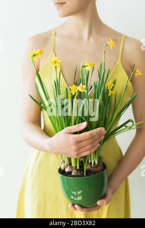 Donna in abito rustico giallo tenente in mano pentola verde con fiori freschi narciso giallo. Concetto di primavera. Foto verticale. Foto Stock