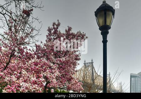 Sutton Place Park a nord in primavera, mentre gli alberi fioriscono con una vista del Queensboro Bridge a New York City. Foto Stock