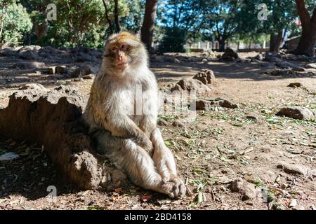 Barbery Macaque seduto a terra nelle montagne del Medio Atlante Foto Stock