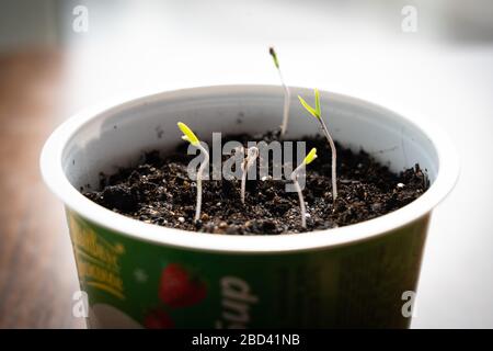 I tiri verdi tendono a illuminarsi. Coltivazione di piante in lento movimento, germogliando piantine di pomodori appena nati sul davanzale Foto Stock