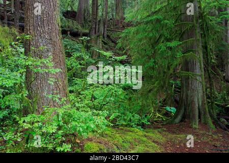 Il Capilano River Regional Park, Vancouver, British Columbia, Canada Foto Stock