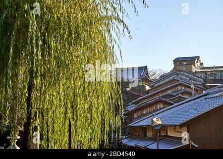 Enorme salice piangente nella città vecchia di Kyoto Foto Stock