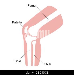 Illustrazione della sezione articolazione del ginocchio Illustrazione Vettoriale