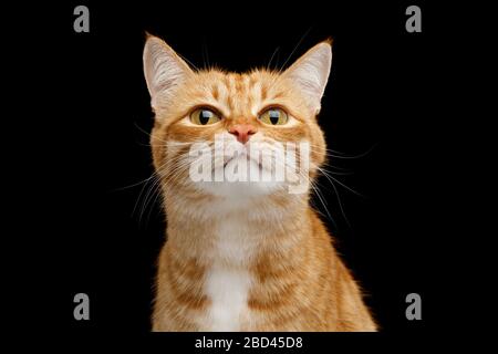 Funny Ritratto di Ginger Cat Lookong in Camera su isolato sfondo nero, vista frontale Foto Stock