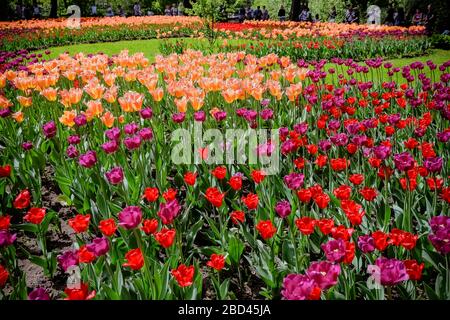 tulipani colorati. Tulipano di fiori rosa, bianco e rosso illuminato dalla luce del sole. Messa a fuoco selettiva, tulipano in primo piano, tonalità. Sfondo floreale di brillante Foto Stock