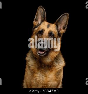 Ritratto di carino tedesco Pastore Dog che gira la testa su isolato sfondo nero Foto Stock