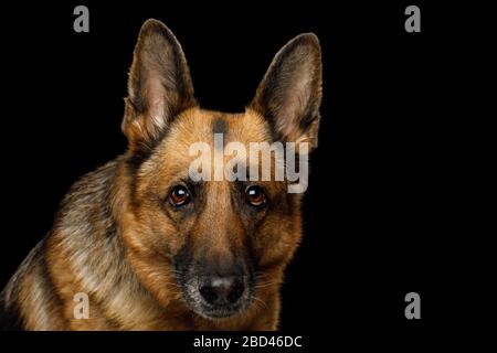 Primo piano Ritratto del cane Pastore tedesco che guarda su sfondo nero isolato Foto Stock