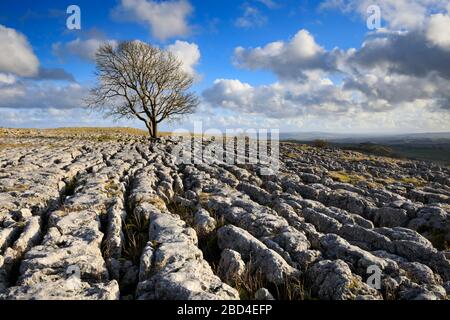Un albero di quercia solone su una zona di pavimentazione di pietra calcarea a Malham Lings nel Yorkshire Dales National Park. Foto Stock