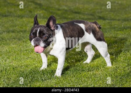 Un simpatico in bianco e nero bulldog francese cane ritratto di testa con graziosi espressione nella faccia rugosa. Foto Stock