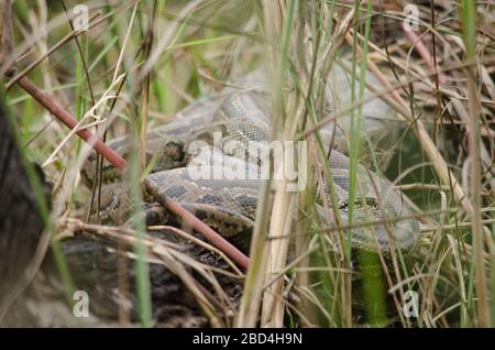 Il pitone reticolato è una specie di pitone presente nel sud-est asiatico. Sono i serpenti più lunghi e i rettili più lunghi del mondo, Foto Stock