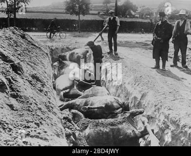 Cavalli morti sepolti in una trincea dopo la battaglia di Haelen che fu combattuta dagli eserciti tedesco e belga il 12 agosto 1914 vicino Haelen, Belgio, durante la prima guerra mondiale Foto Stock