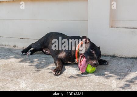 Felice sorridente giovane cane Pitbull nero che gioca con palla da tennis verde Foto Stock