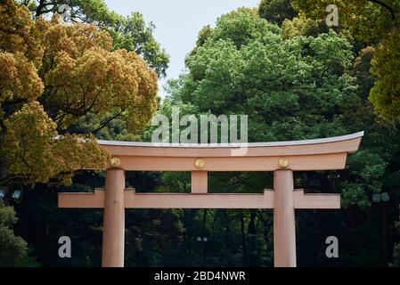 Porta del Santuario di Meiji Jingu, Tokyo, Giappone Foto Stock