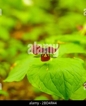 trillium fiore profondo borgogna in piena fioritura nella foresta boscosa in primavera cresce naturalmente in boschi bagnati simbolo provinciale Di Ontario Canada Foto Stock