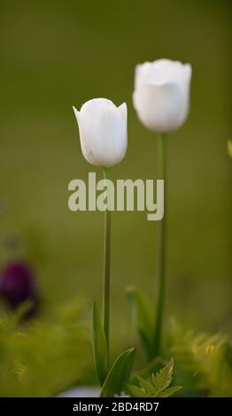 due tulipani bianchi che fioriscono in giardino fiorito alto con lungo camera di formato verticale dei gambi per il tipo raffigurante fiori primaverili e. matrimoni e amicizia Foto Stock